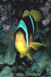 Fishs - Amphiprion bicinctus by Vito Lorusso 